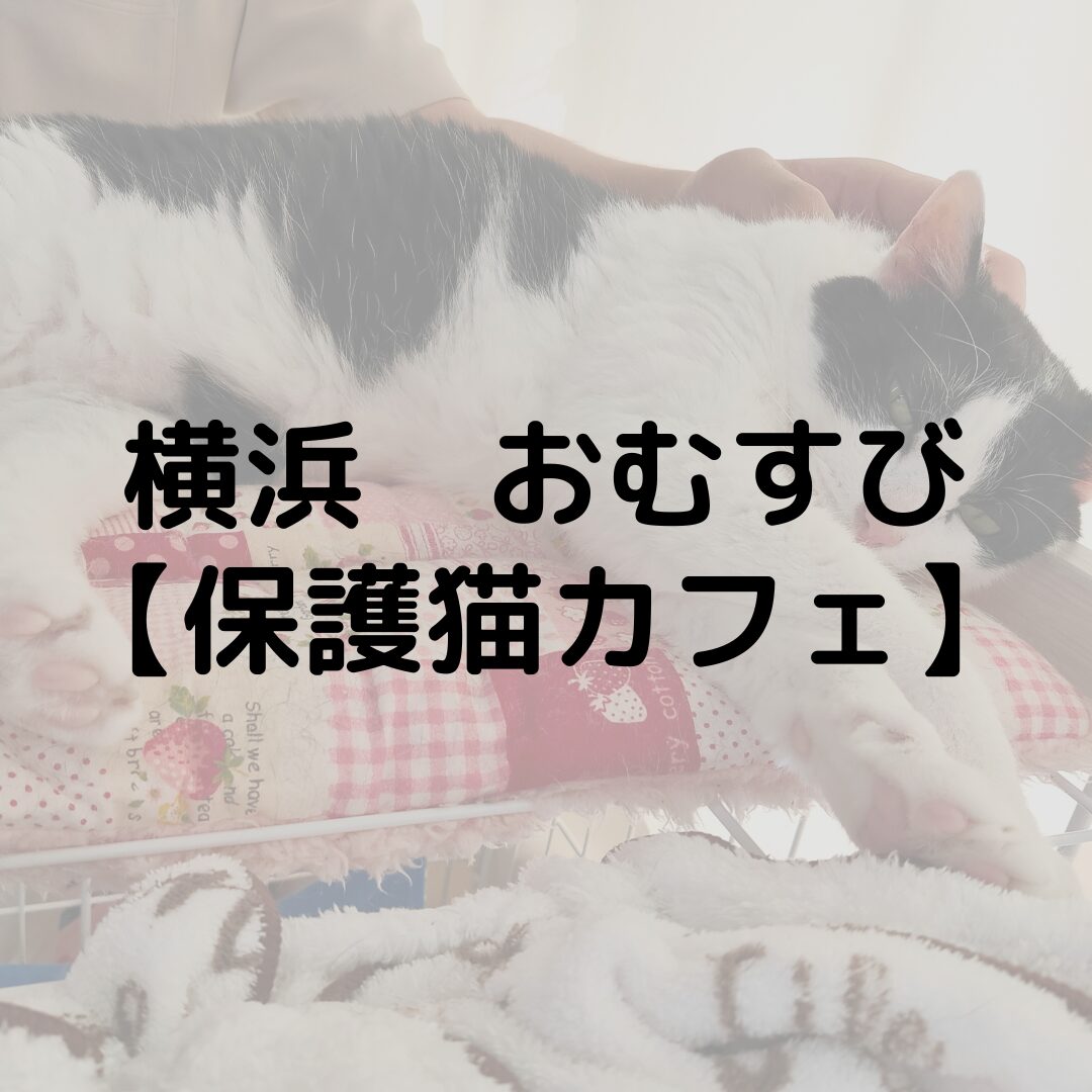横浜　おむすびに行ってきた！｜保護猫カフェ