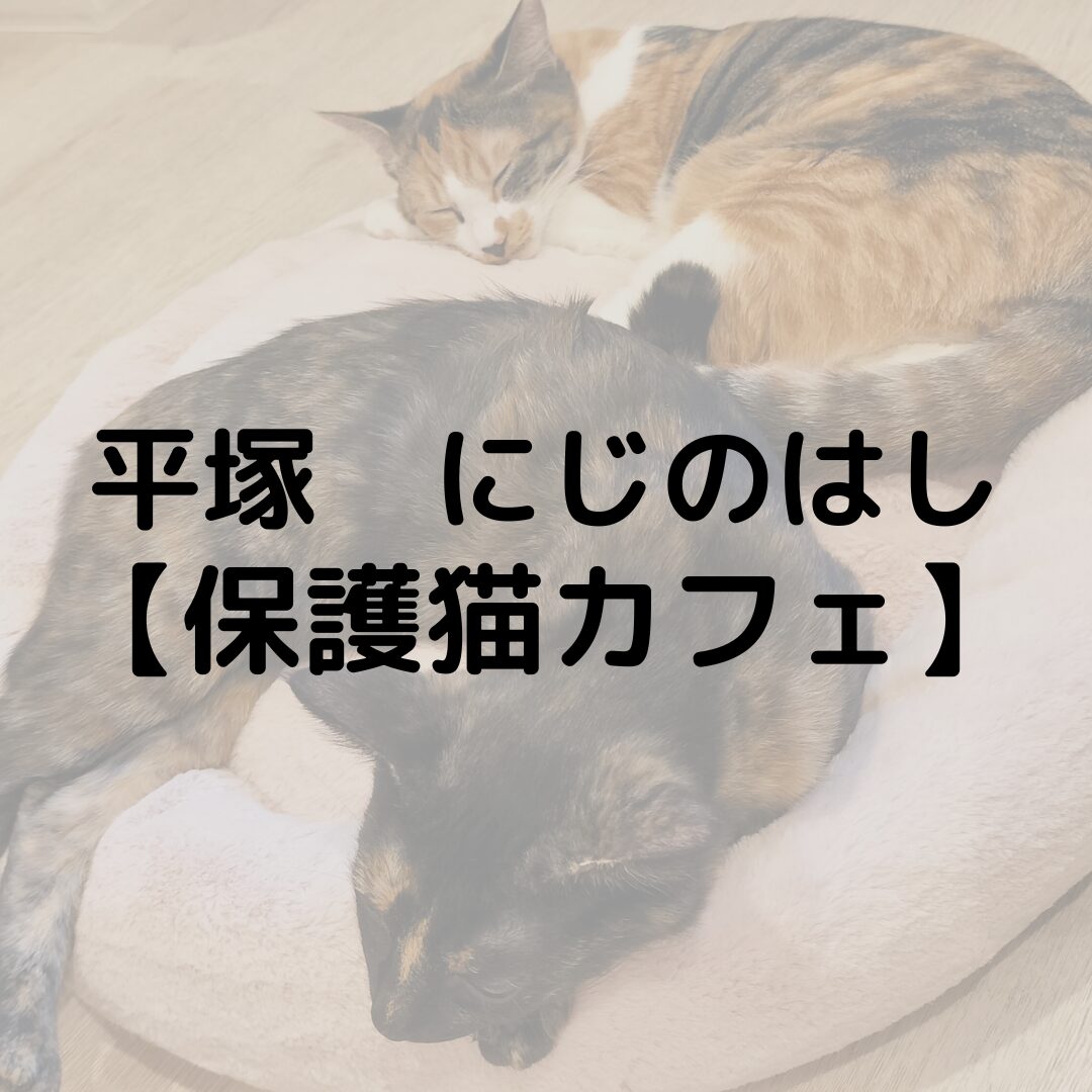 平塚　にじのはしに行ってきた！｜保護猫カフェ