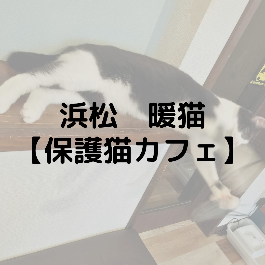 浜松　暖猫に行ってきた！｜保護猫カフェ