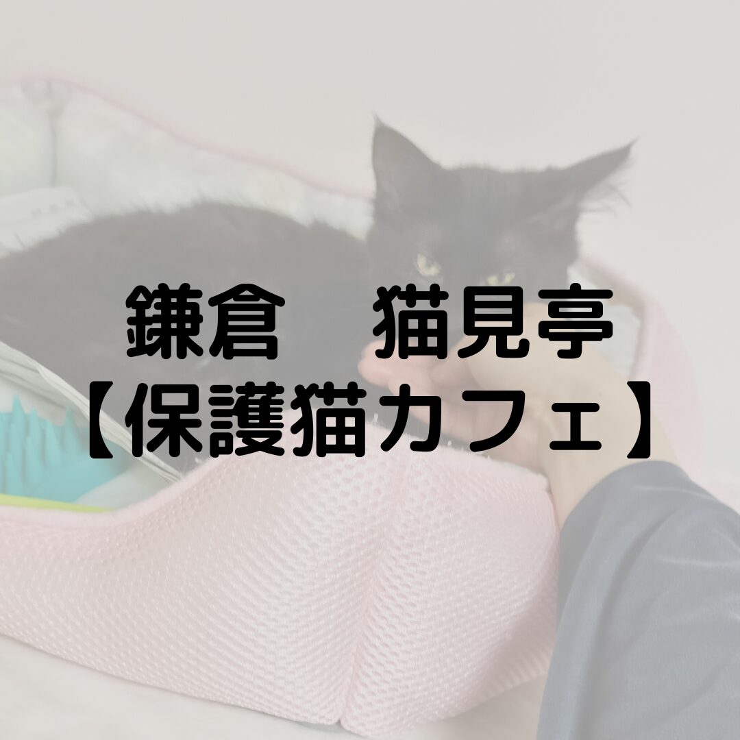 鎌倉　猫見亭に行ってきた！｜保護猫カフェ