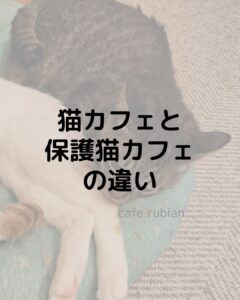 猫カフェと保護猫カフェって同じ？猫カフェと保護猫カフェの違いを紹介します！