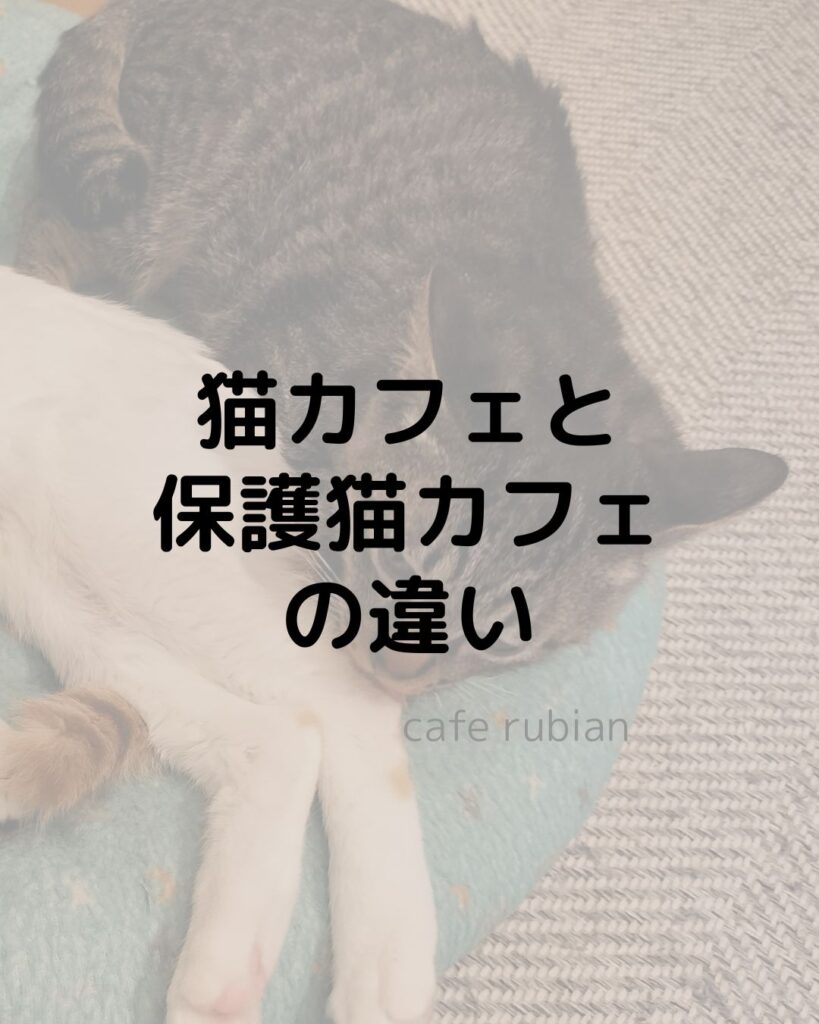 猫カフェと保護猫カフェって同じ？猫カフェと保護猫カフェの違いを紹介します！