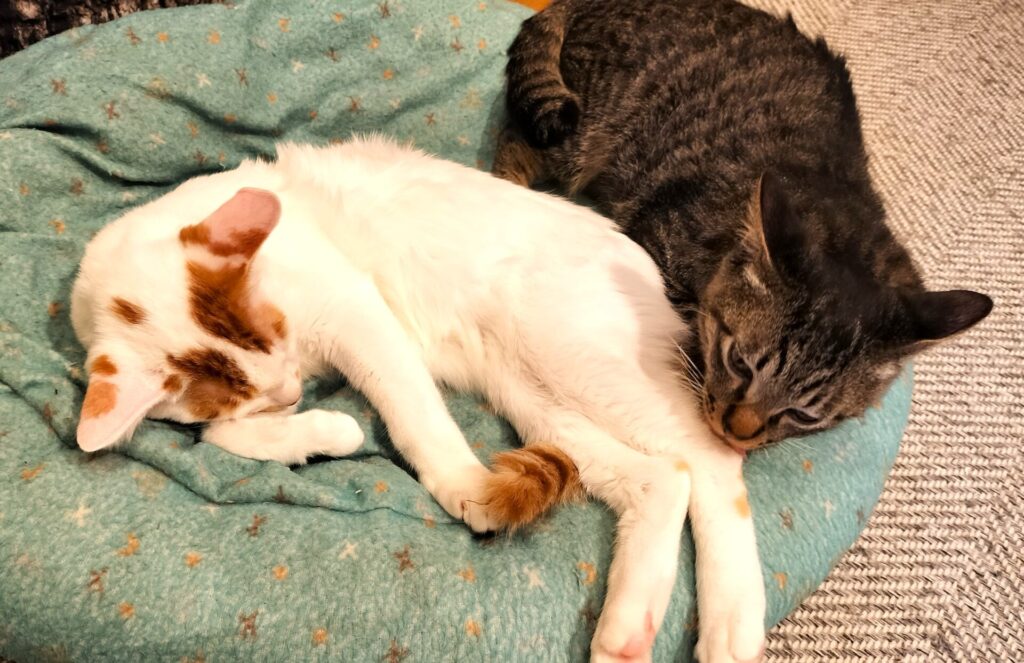 猫