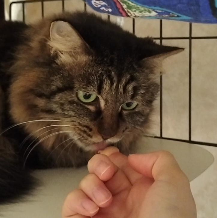手からちゅーるを食べる猫