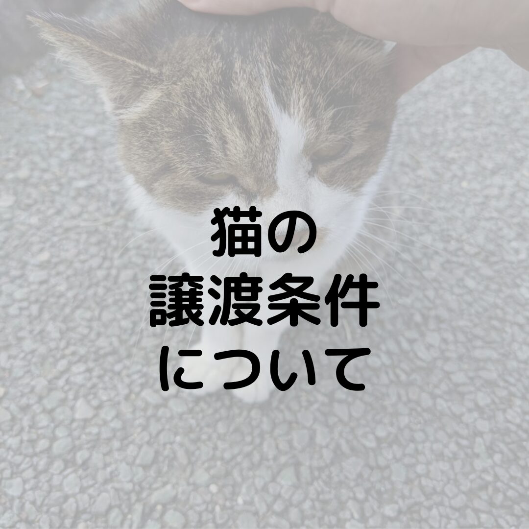保護猫の譲渡条件は厳しすぎる？！里親になれない？譲渡条件を詳しく紹介します！