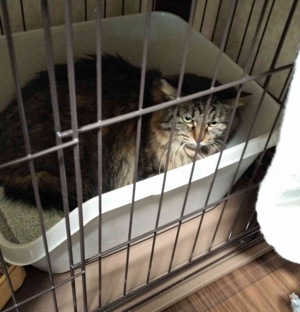 トイレに引きこもる猫