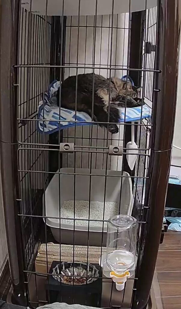 ケージ内にいる猫
