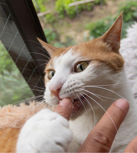 人間の手を甘噛みする猫