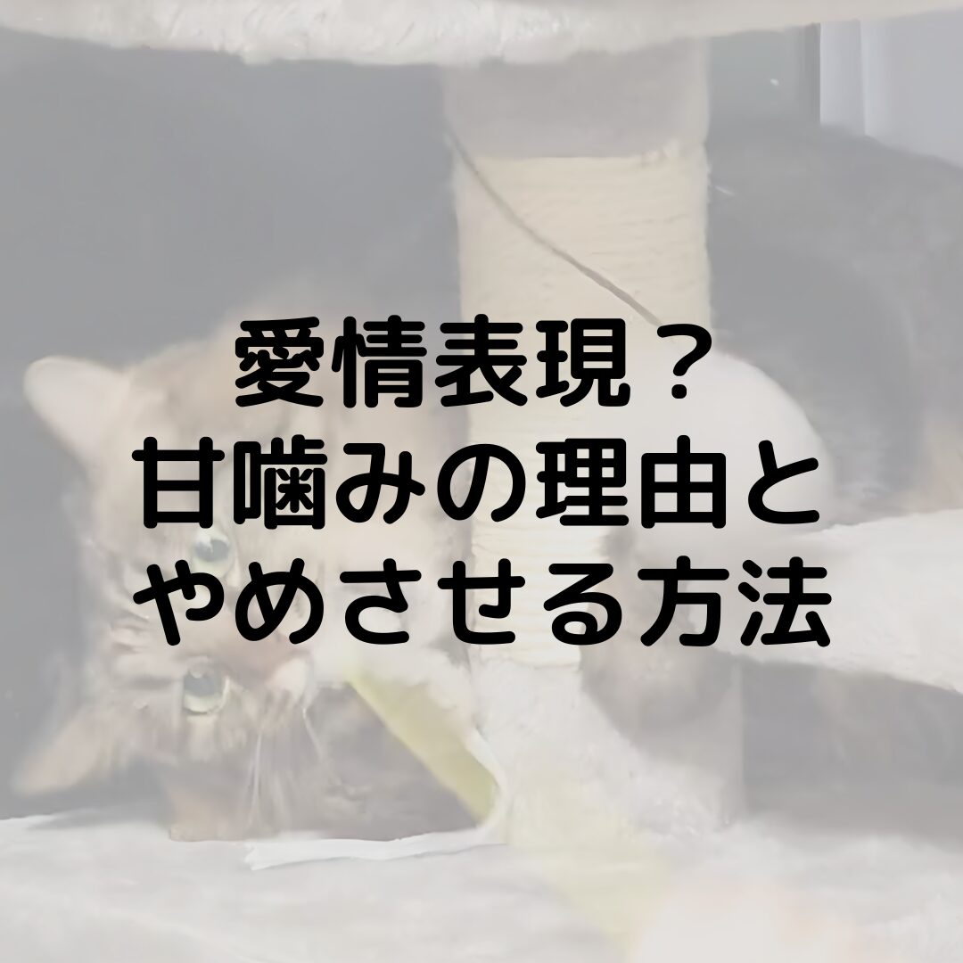 猫の甘噛みの意味は？愛情表現？甘噛みの理由とやめさせる方法を紹介します！