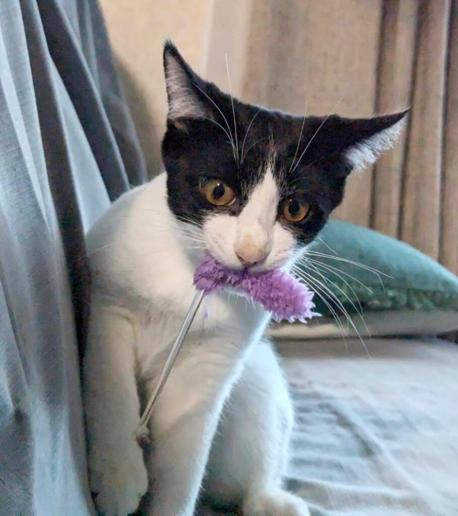 おもちゃで遊ぶ猫