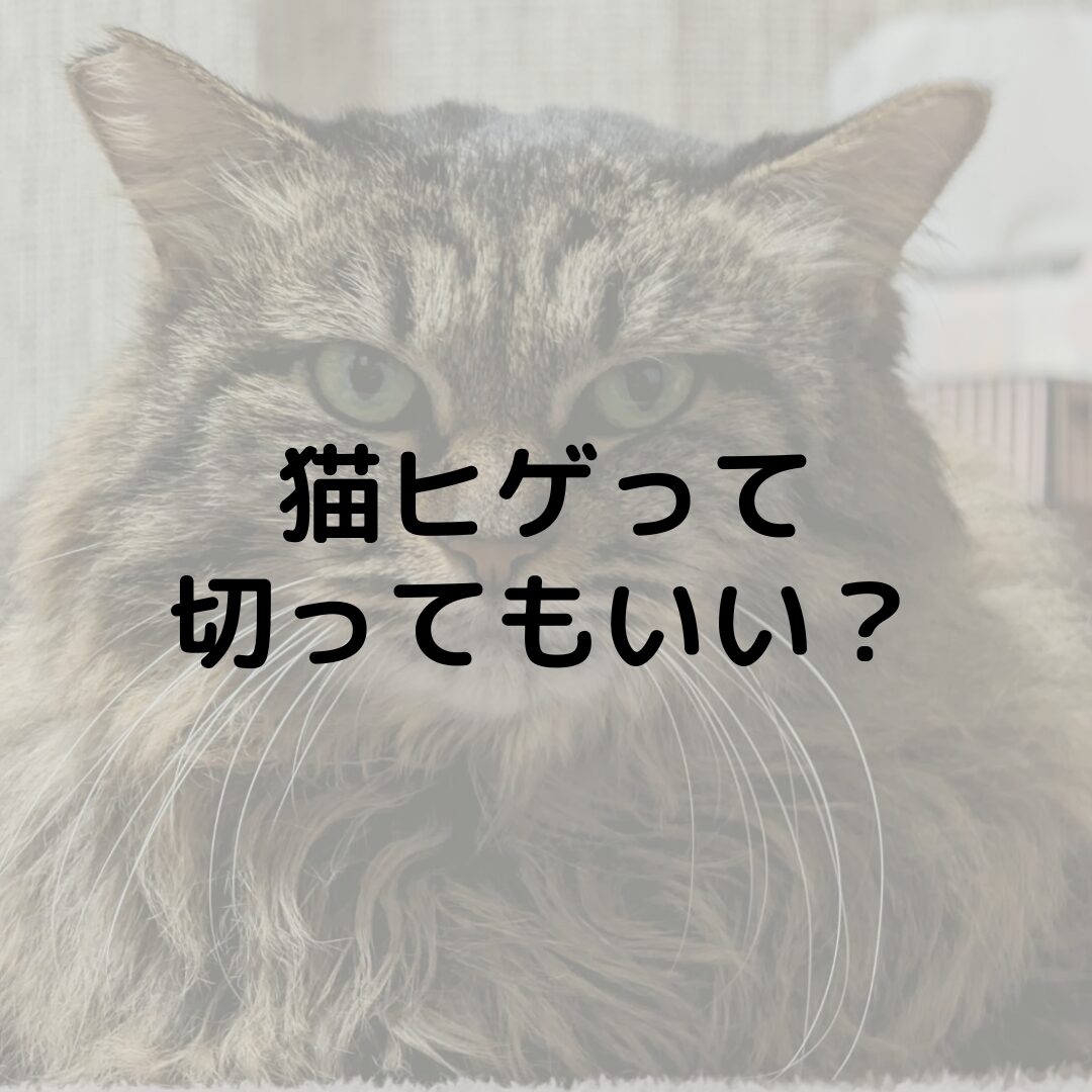 猫ヒゲの役割りって？切ってもいい？猫ヒゲ保管ケースも紹介！