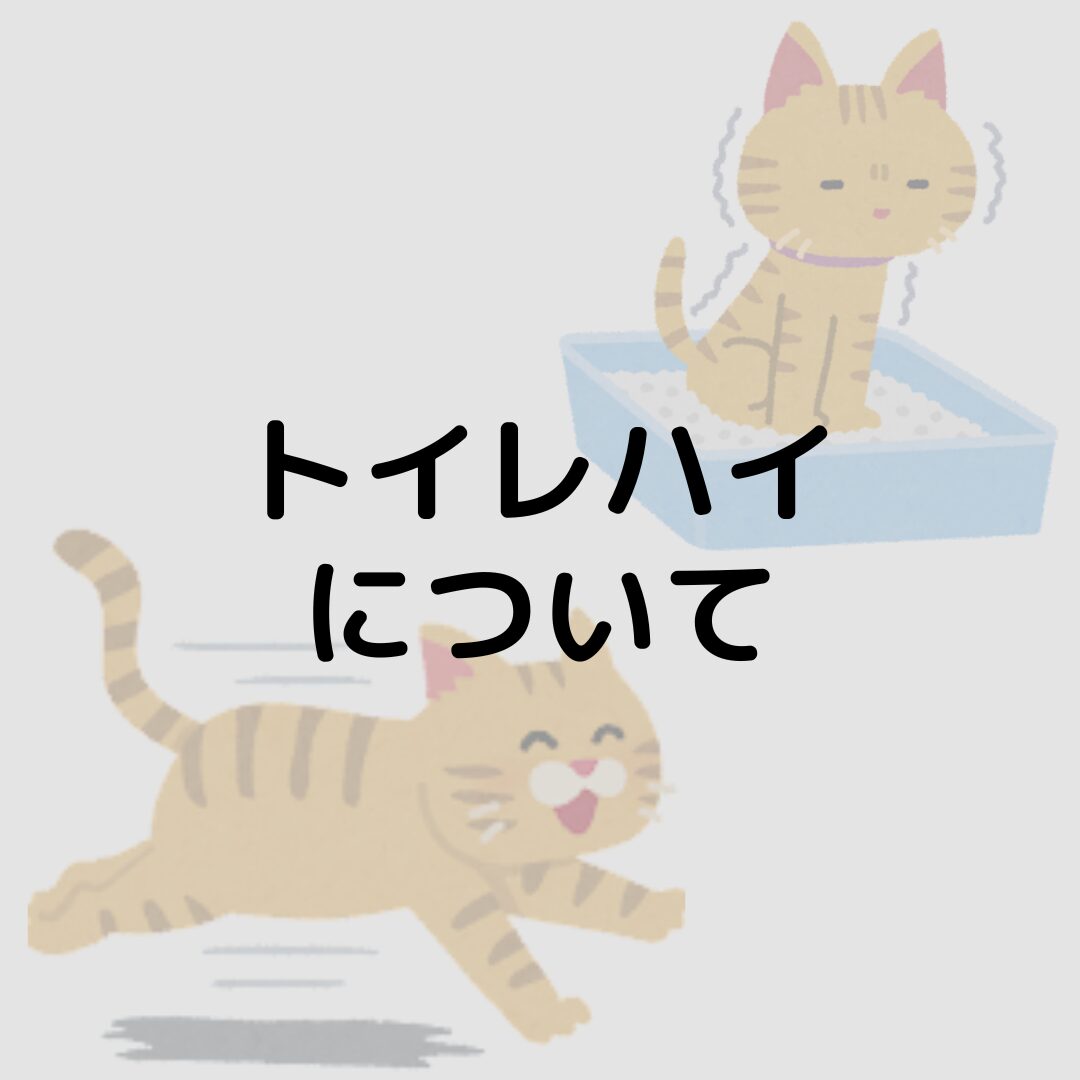 猫がトイレ後に走り回る(通称トイレハイ)理由は?止めさせるべき?