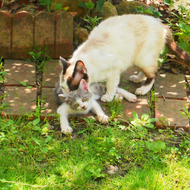 子猫の首根っこを掴んで運ぶ母猫