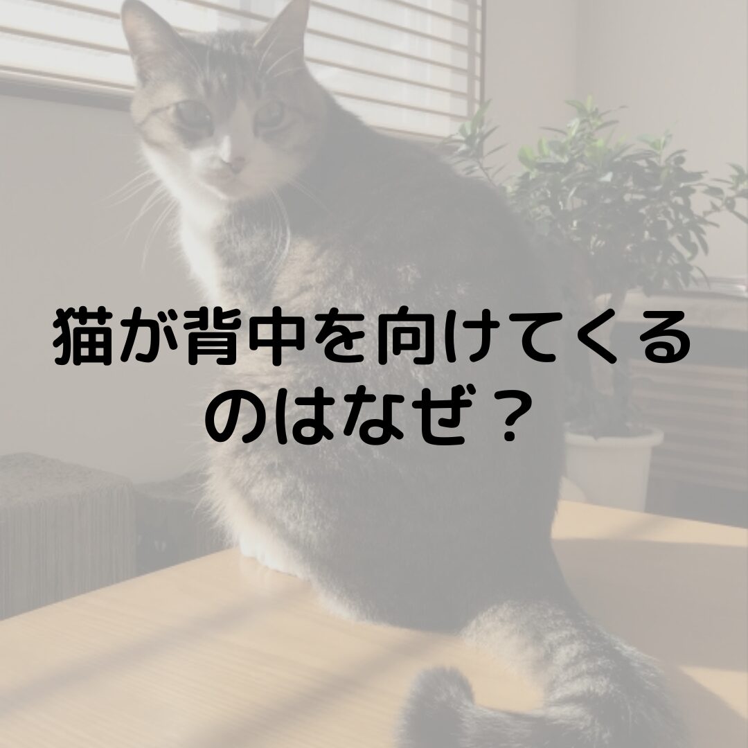 猫が背中を向けてくるのはなぜ？背中合わせで寝る意味は？