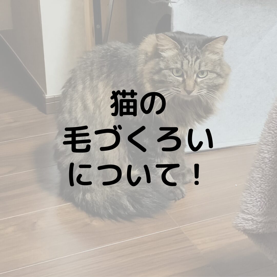 猫の毛づくろいってどんな意味がある？リラックスしてる？しない猫もいる？毛づくろいについて