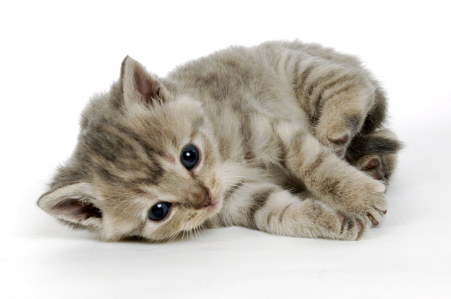 子猫