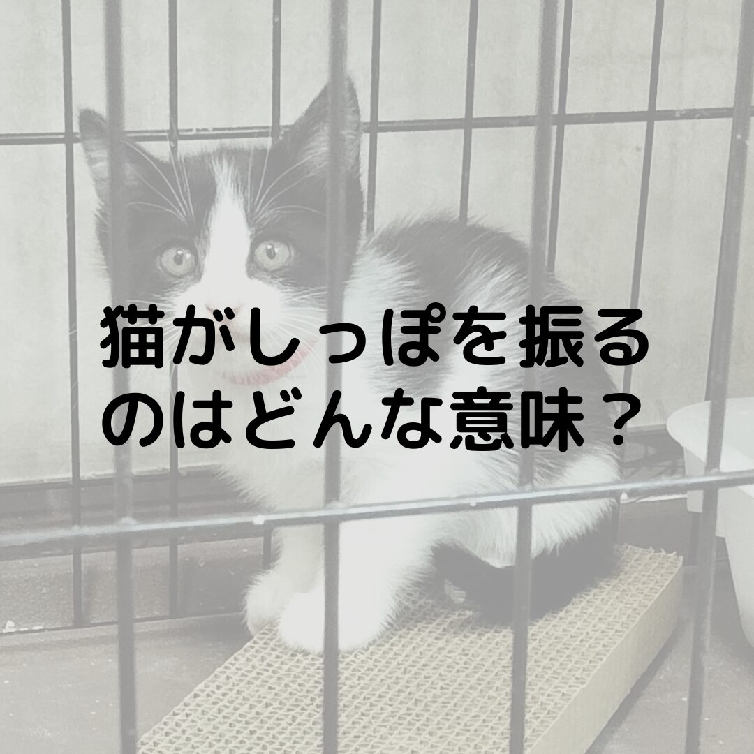 猫がしっぽを振るのはどんな意味がある？立てるのは？膨らむのは？猫のしっぽについて！