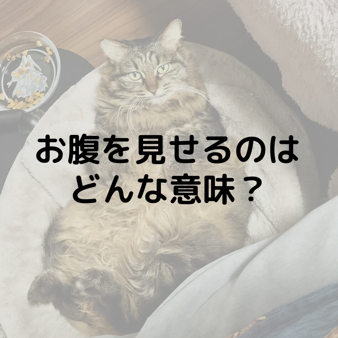 猫がお腹を見せるのはどんな意味？触ると怒る？猫がお腹を見せる理由を紹介！