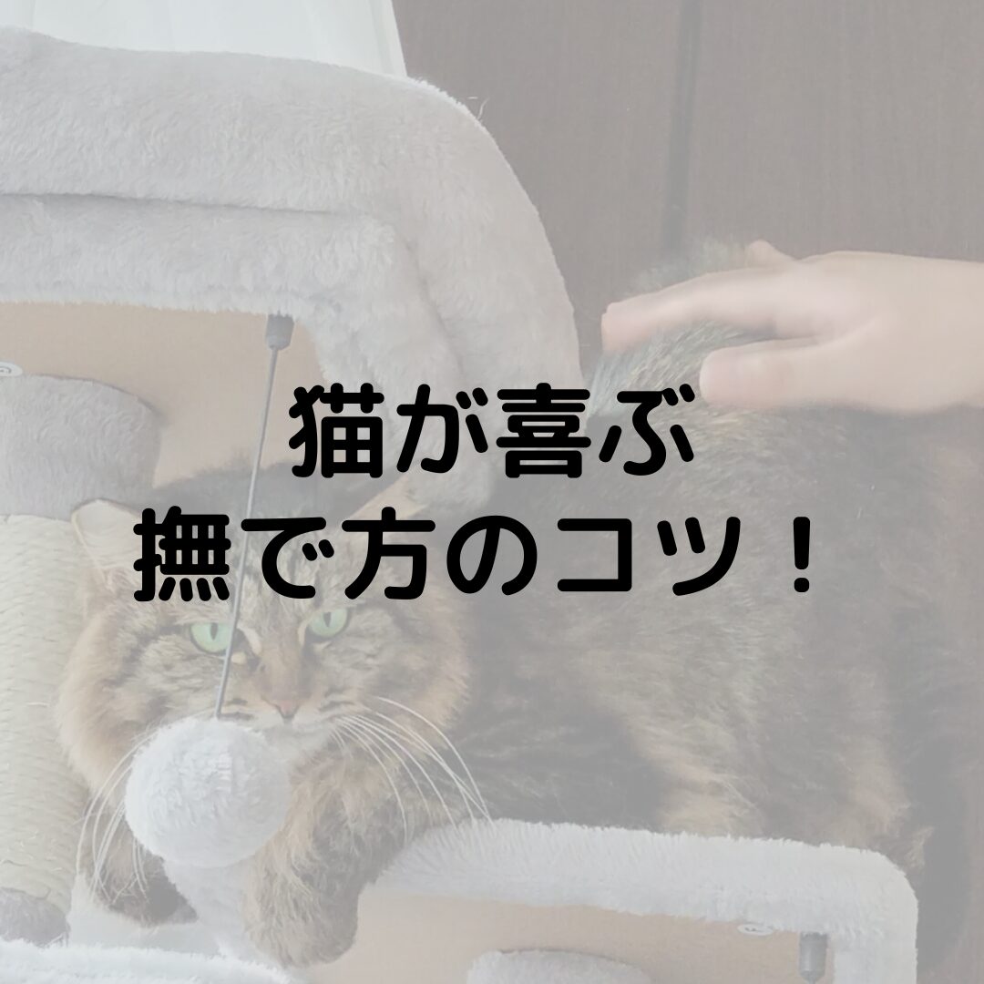 撫でると猫が喜ぶ場所・噛んでくる場所！猫に好かれる撫で方のコツも紹介！