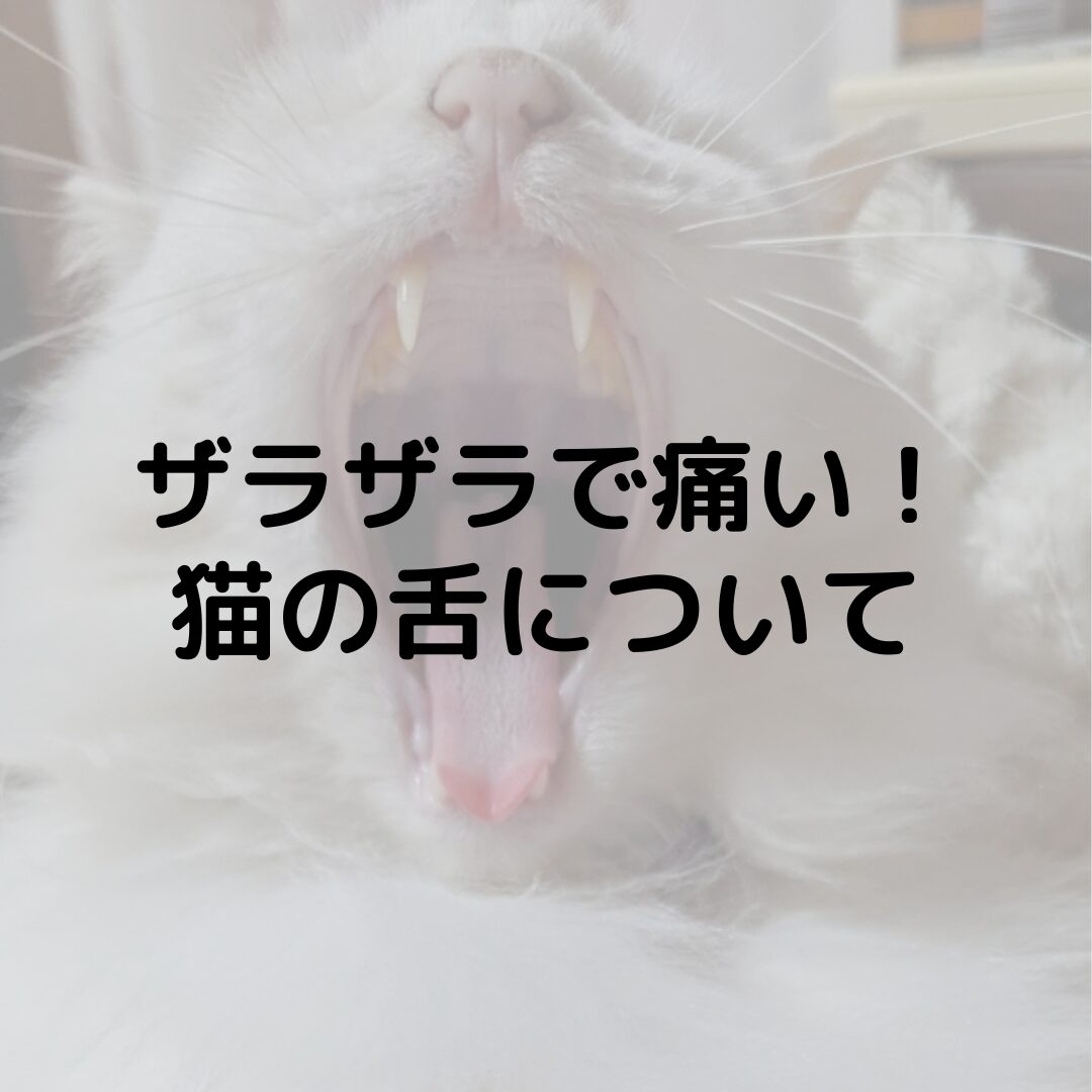 猫の舌で舐められると痛い！あのザラザラは何？猫の舌について紹介します！