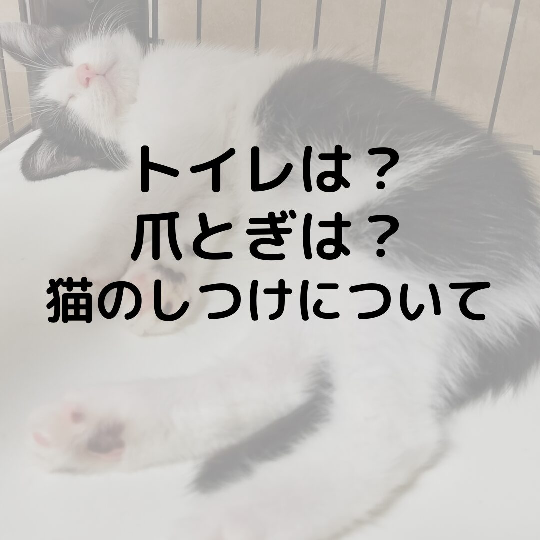 猫はしつけが出来ない？トイレは？爪とぎをやめさせたい時は？猫のしつけについて