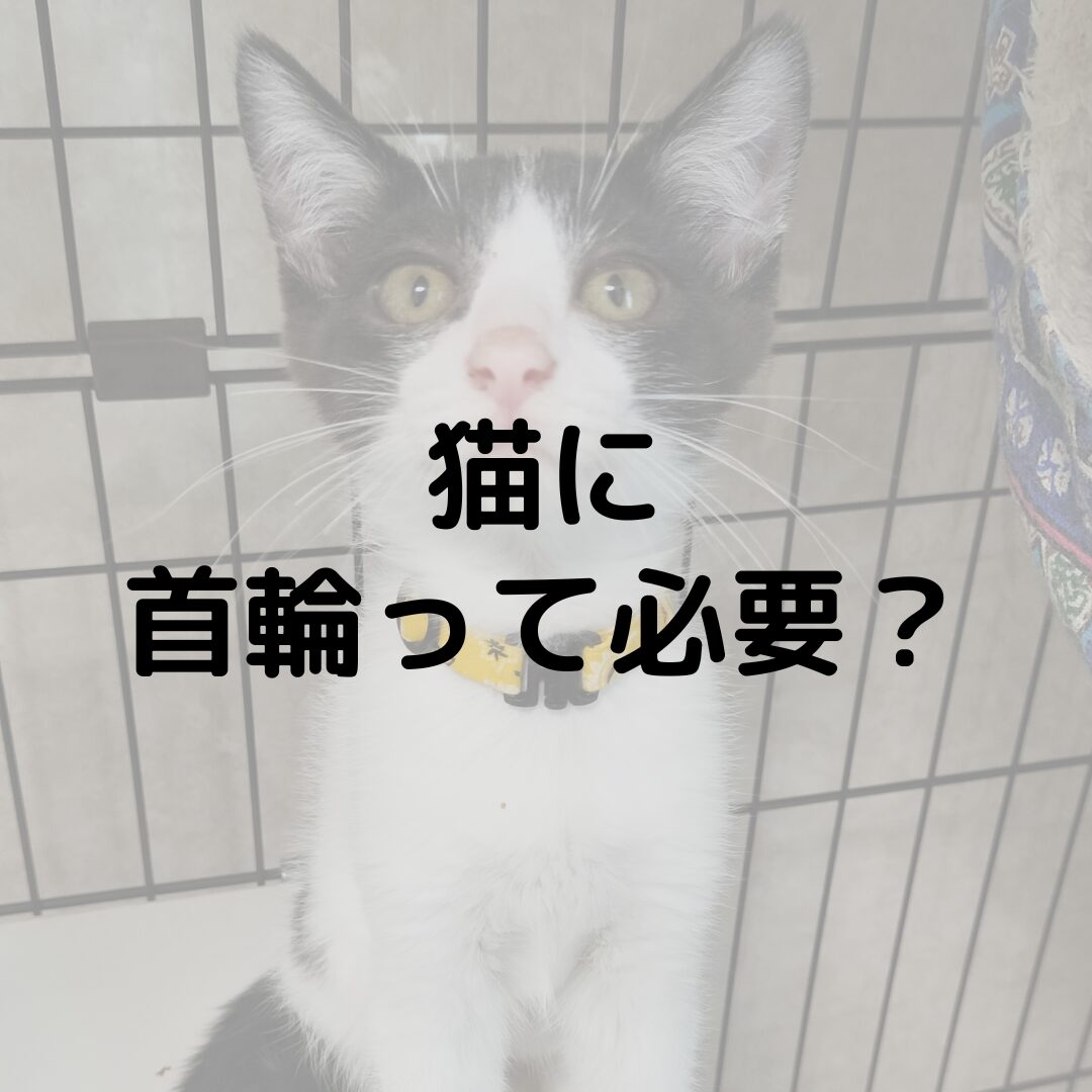 猫は首輪を嫌がる？本当に必要？猫の首輪について紹介します！