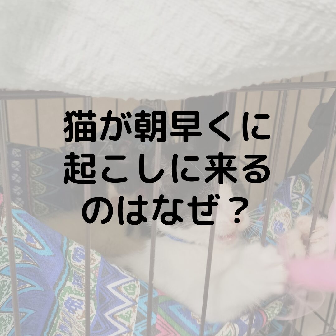 猫が朝早くに起こしに来るのはなぜ？うるさく鳴く目的は？対処法も紹介します！