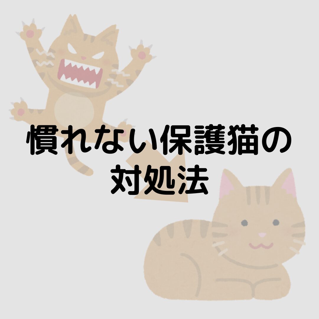 保護猫が１ヶ月経っても慣れない？いつまで威嚇される？対処法は？