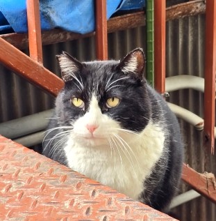 野良猫