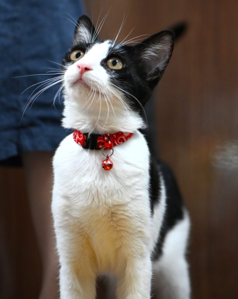 保護猫