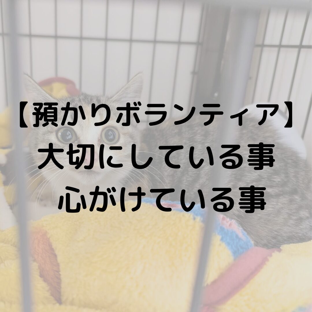 【預かりボランティア】について。預かる猫についてや大切にしていること心がけなど