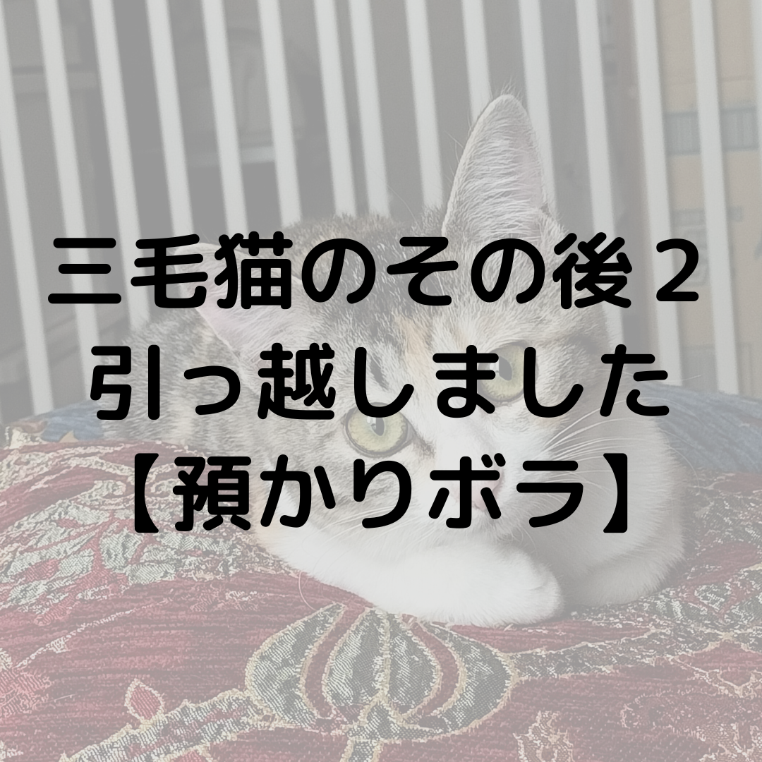 三毛猫のその後２【預かりボランティア】引っ越ししました