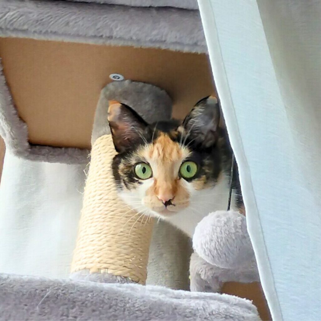キャットタワーからこちらを見る猫