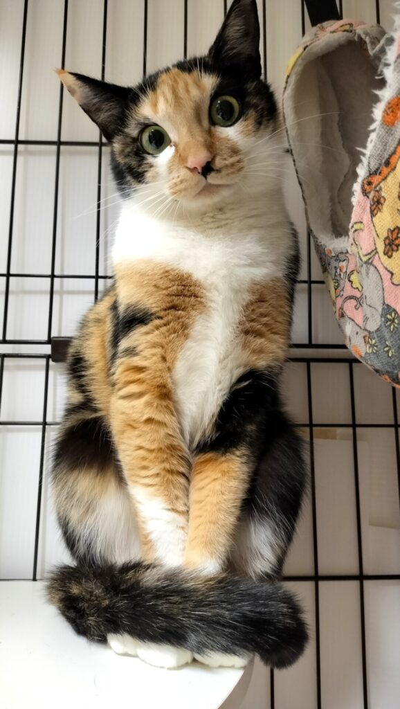 三毛猫