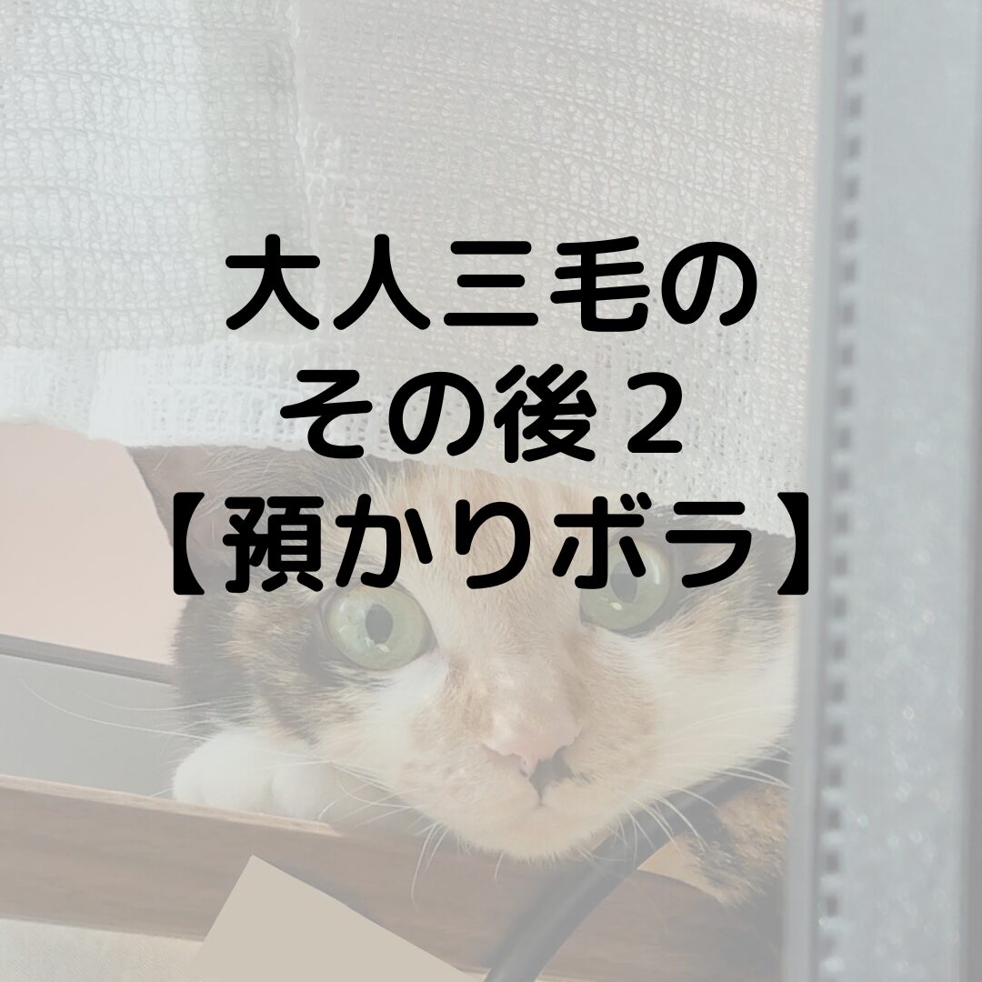 大人三毛のその後２【預かりボランティア】キャットタワーがお気に入りです