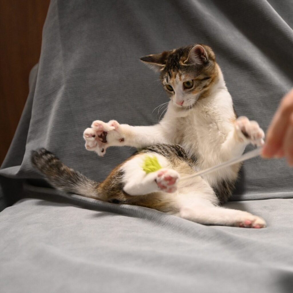 三毛猫の肉球