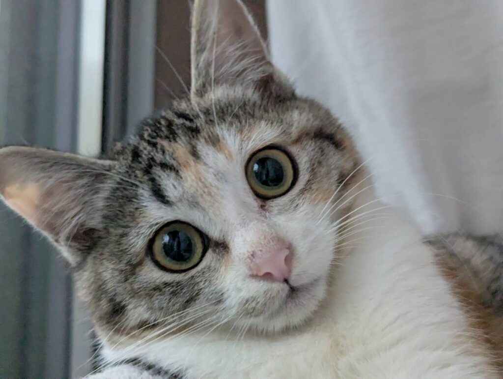 三毛猫