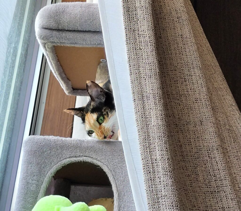 猫草を食べる猫