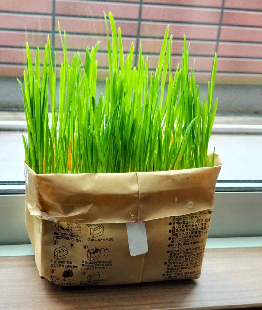 猫草7日目