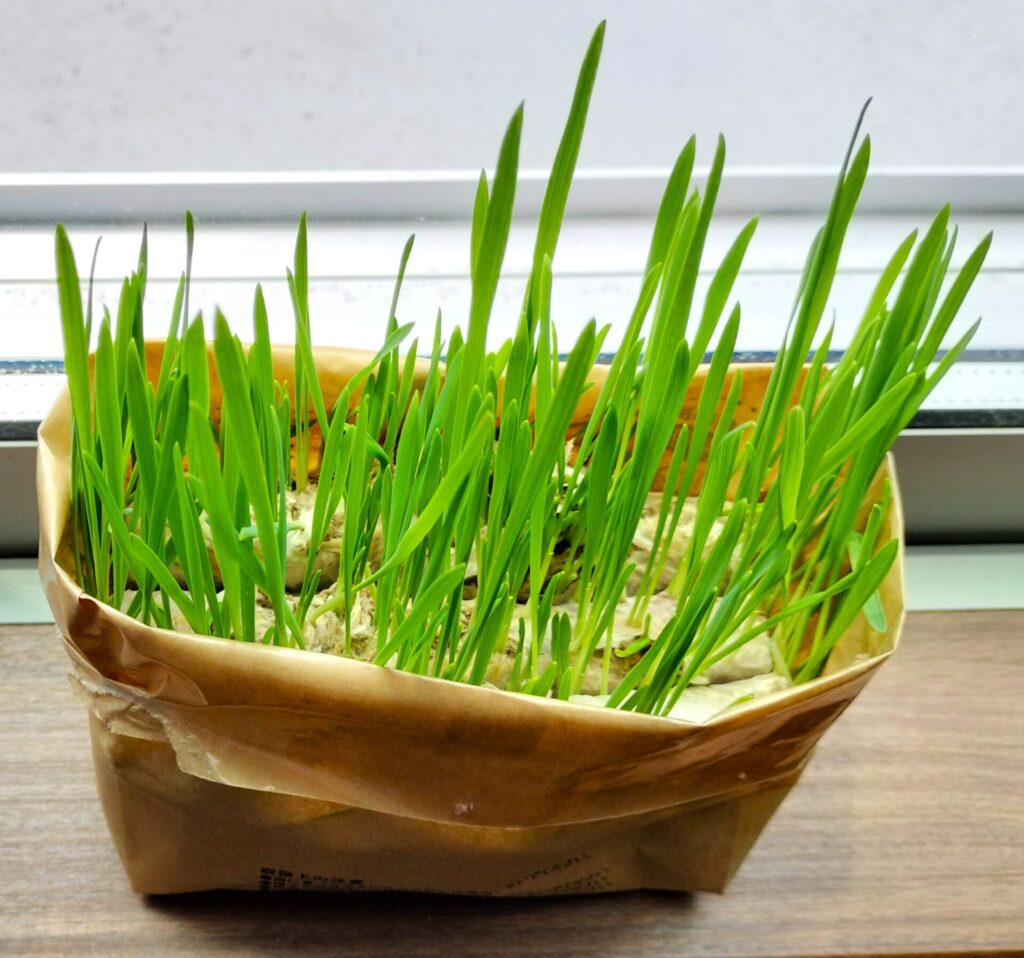 猫草6日目