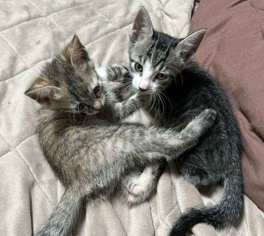 じゃれあう子猫