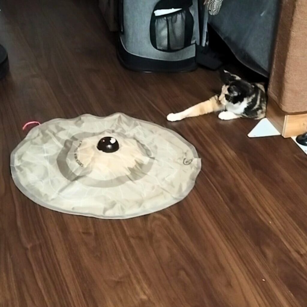 おもちゃで遊ぶ猫