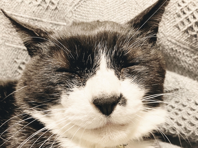 笑顔の猫