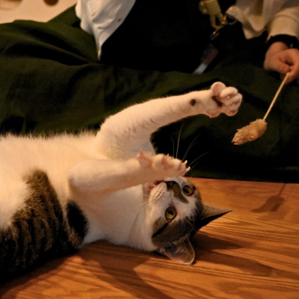 おもちゃで遊ぶ猫