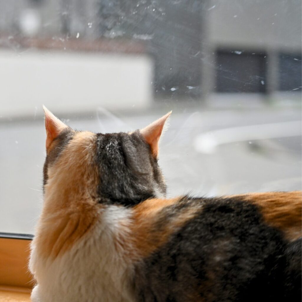 外を見る猫