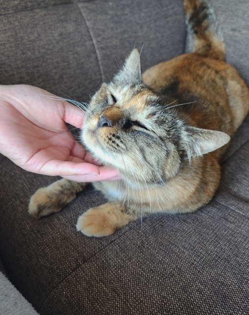 飼い主に撫でられる猫