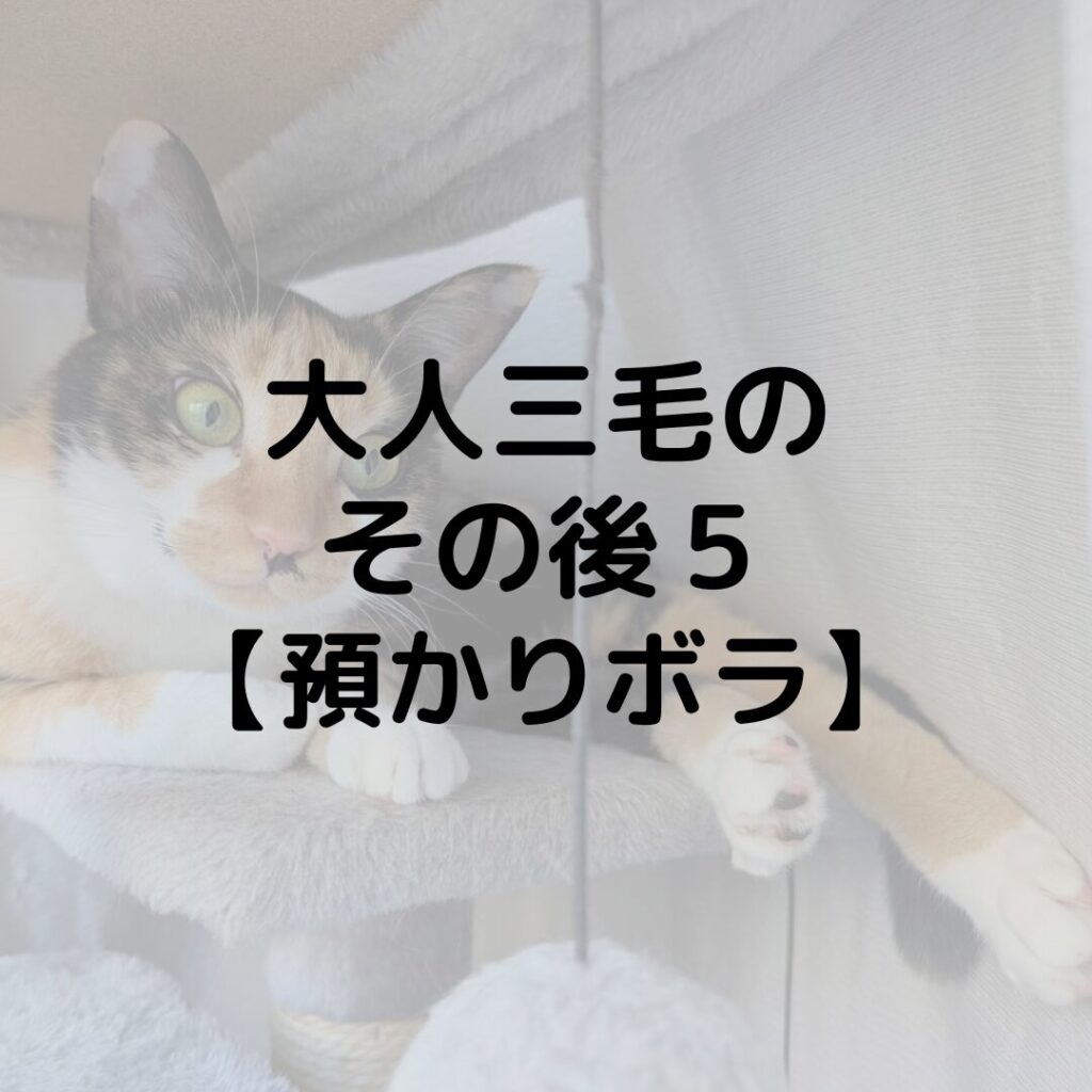 大人三毛のその後５【預かりボランティア】まだ触れません…