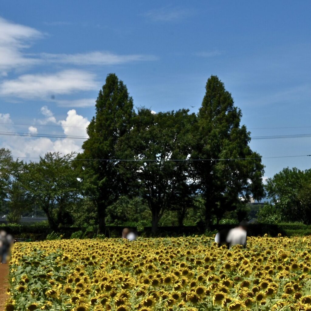 神奈川県座間市 ねこねこの木