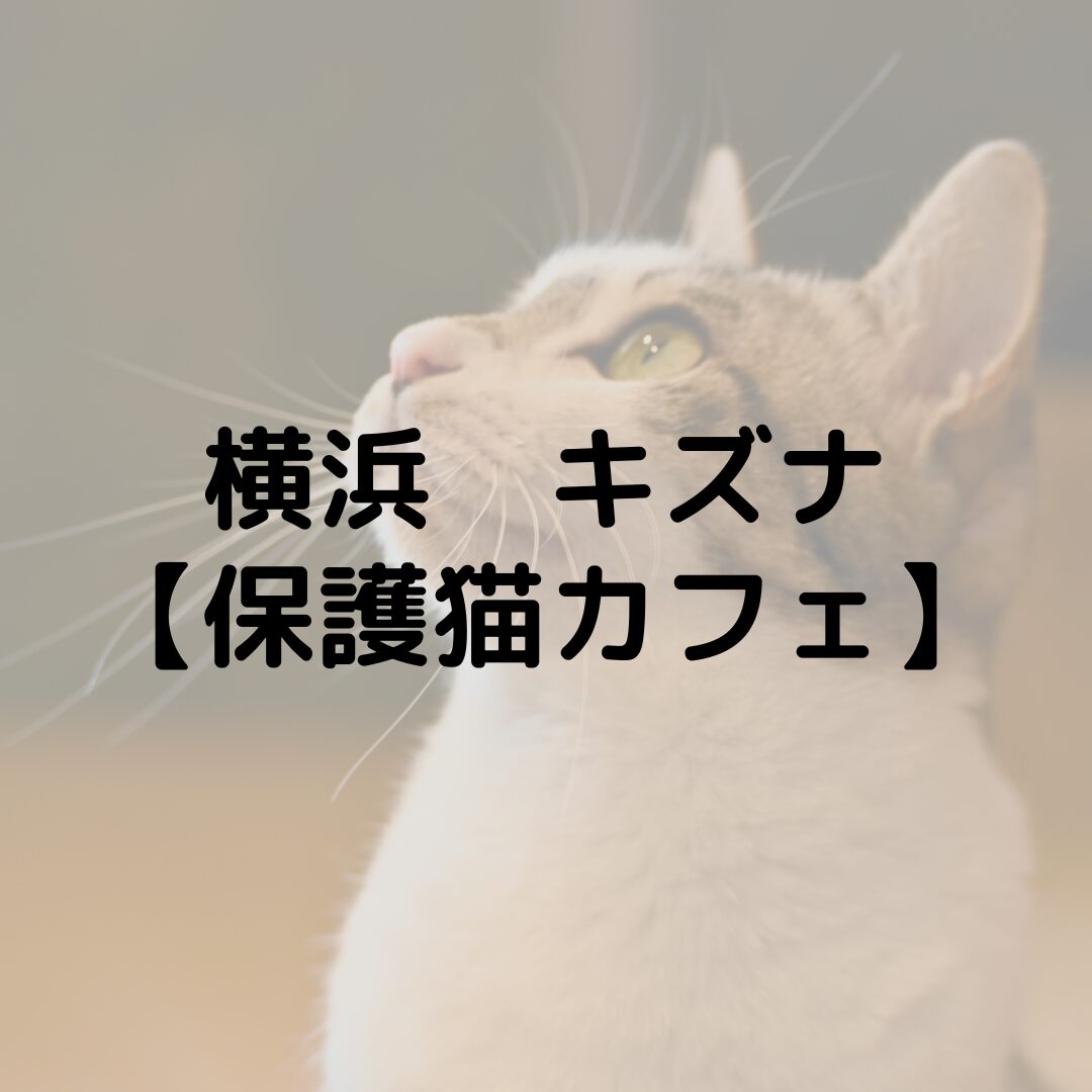 横浜　キズナに行ってきた！｜保護猫カフェ