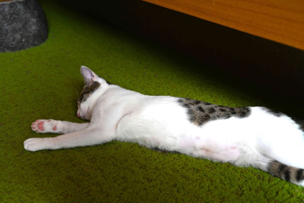 寝ている子猫